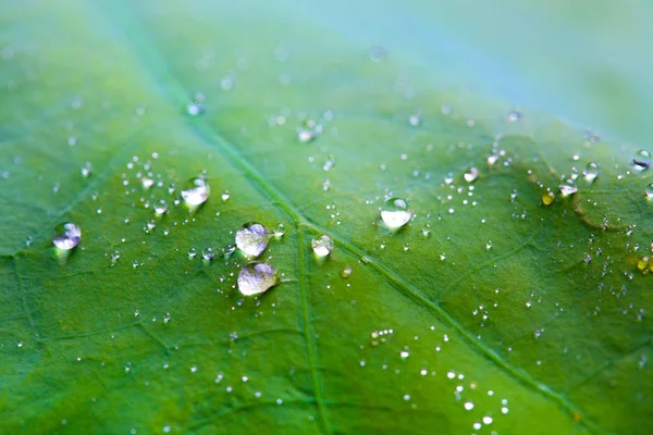 Apró Vízcseppek Lotus Leaf Háttér — Stock Fotó