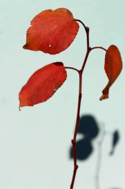 Sonbahar kiraz yaprakları gölgeler