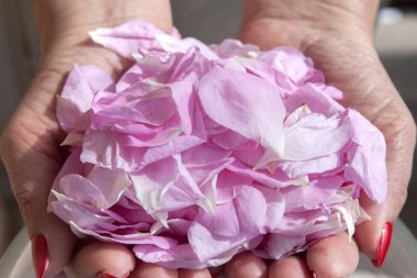 Bir kadının elinde gül pembe taze yaprakları.