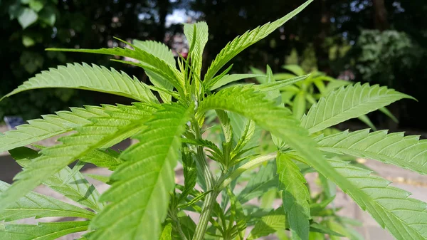 Halm Eines Frischen Grünen Cannabis Marihuanapflanze Auf Einem Feld Nahaufnahme — Stockfoto