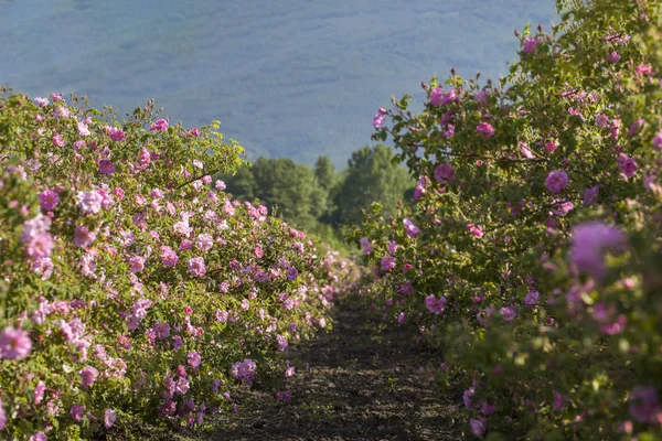 Много Рядов Цветущими Розами Сельскохозяйственном Поле Перед Сбором Урожая — стоковое фото