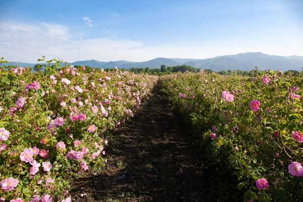 農業分野で咲いたバラの — ストック写真