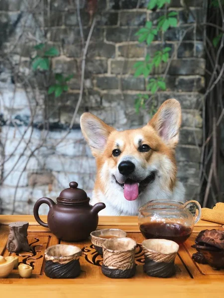 Çay töreni. Bir köpek ile çay içme