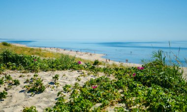 Yeşil bitkiler, bitkiler ve çiçekler sarı kumsalı ve Milli Parkı Kursiu nerija, Curonian Spit, Baltık Denizi, Litvanya mavi gökyüzünde önünde