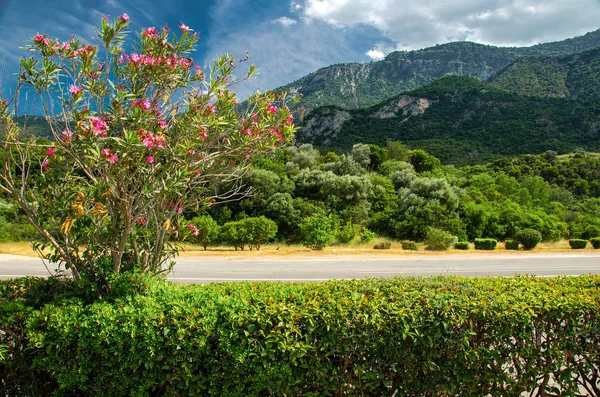 Hermosa Vista Del Pasaje Montaña Thermopylae Con Arbusto Flores Primer — Foto de Stock