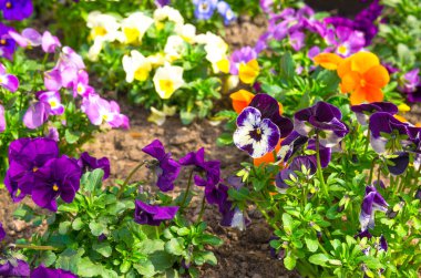 Ev bahçe zemin flowerbed arka plan bulanık ile yakın canlı yüzleri ve yeşil ile mavi homo çiçek veya hercai menekşe bitki yaprakları güzel çok renkli sarı mor menekşe orange