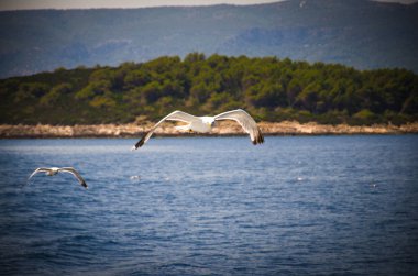 Martılar flock Hvar Adası, Adriyatik Denizi, Hırvatistan