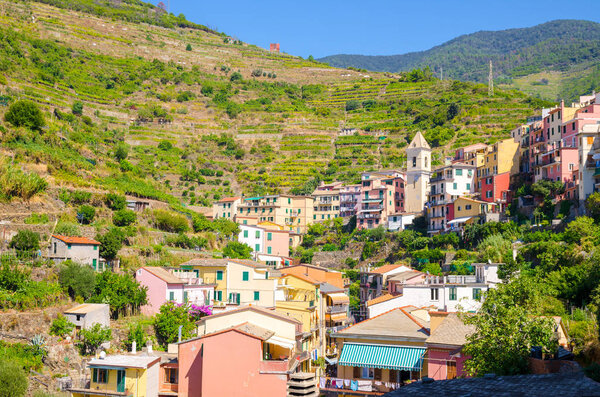 Typical italian buildings houses and green vineyard terraces in valley of Manarola village National park Cinque Terre in sunny day blue sky background, La Spezia province, Liguria, Italy