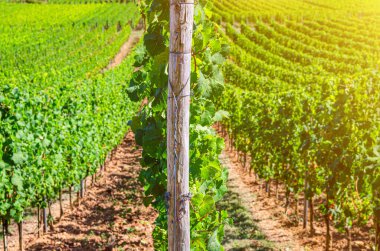 Ren Vadisi tepelerinde üzüm sarmaşıkları olan üzüm bağları, Rheingau şarap bölgesi, Rudesheim kasabası yakınlarındaki Roseneck Dağı, Hesse eyaleti, Almanya