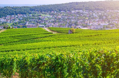 Üzüm bağları, Ren Vadisi, Ren Vadisi, Rheingau şarap bölgesi Roseneck Dağı, Rochusberg Dağı ve Bingen kasabası arka planı, Hesse Eyaleti, Almanya