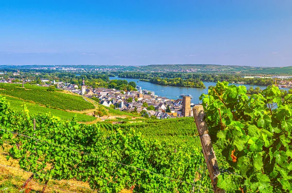 Weinberge Grüne Felder Landschaft Mit Reihen Von Rebenspalieren Und Rebenholzpfahl — Stockfoto