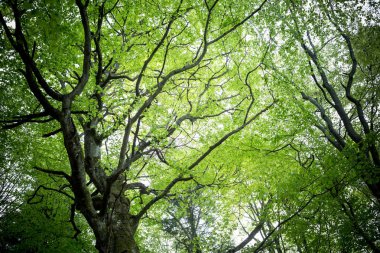 Sihirli bahar orman. yeşil ağaçlar