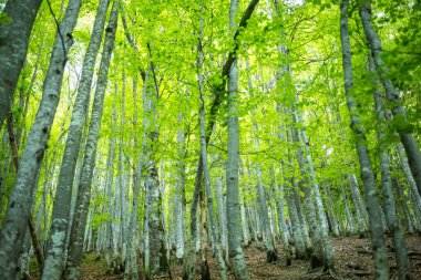 Sihirli bahar orman. yeşil ağaçlar