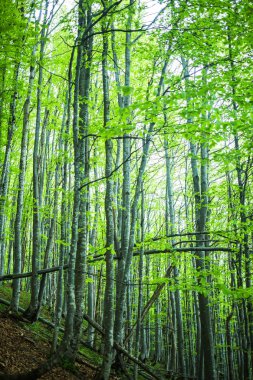 Sihirli bahar orman. yeşil ağaçlar