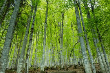 Sihirli bahar orman. yeşil ağaçlar