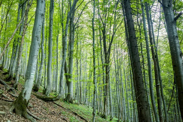 Sihirli bahar orman. yeşil ağaçlar