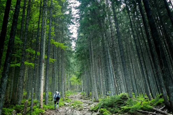 Hiker Walks Trail Wood — Stock Photo, Image