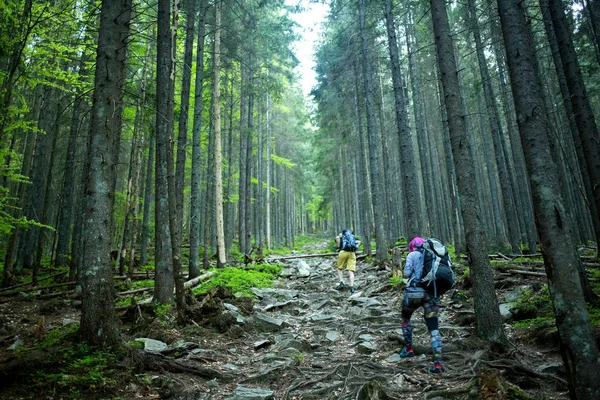 Wandelaar Loopt Een Parcours Een Bos — Stockfoto