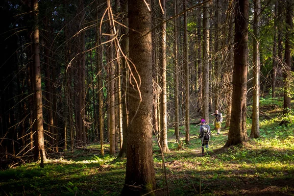 Hikers Trail Wood — Stock Photo, Image