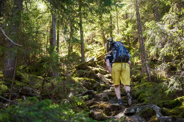 森の中のトレイルをハイキング — ストック写真