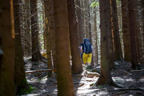 Wandelaars Een Parcours Een Bos — Stockfoto