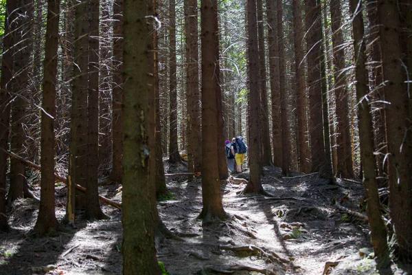 Wandelaars Een Parcours Een Bos — Stockfoto