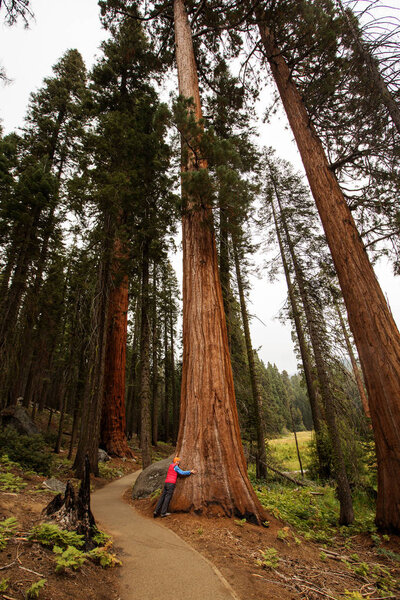 woman in Sequoia national park in California, USA