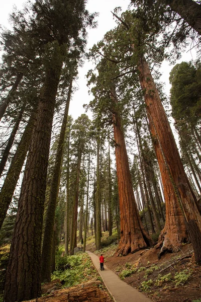 Man Sequoia National Park California Usa — Stock Photo, Image