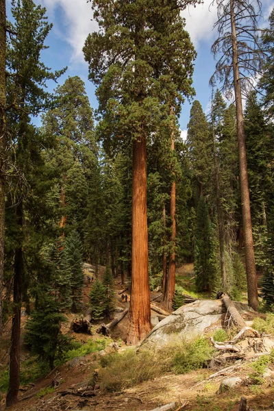 Západ Slunce Národním Parku Sequoia Kalifornii Usa — Stock fotografie