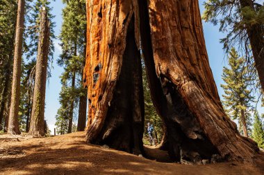 Bebek annesiyle ziyaret Sequoia national park California, ABD