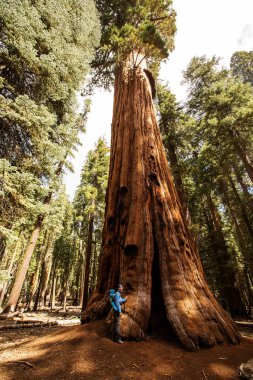 Bebek annesiyle ziyaret Sequoia national park California, ABD