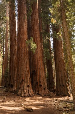 Günbatımı Sequoia national Park California, ABD