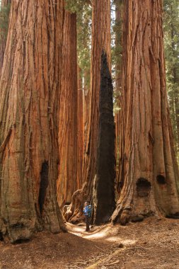 Bebek annesiyle ziyaret Sequoia national park California, ABD