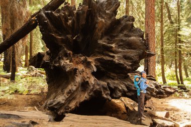 Bebek annesiyle ziyaret Sequoia national park California, ABD
