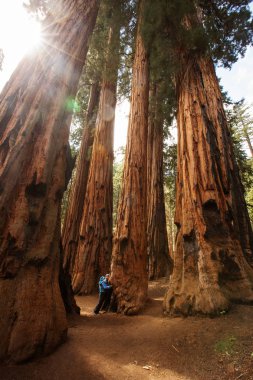 Bebek annesiyle ziyaret Sequoia national park California, ABD