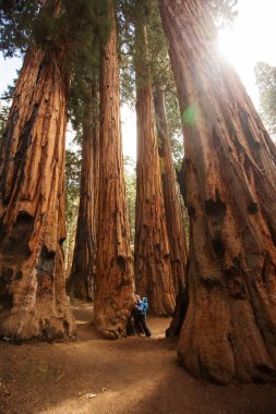 Bebek annesiyle ziyaret Sequoia national park California, ABD