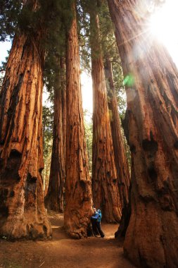 Bebek annesiyle ziyaret Sequoia national park California, ABD