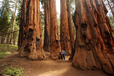 Bebek annesiyle ziyaret Sequoia national park California, ABD