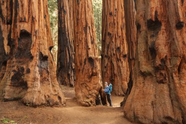 Bebek annesiyle ziyaret Sequoia national park California, ABD