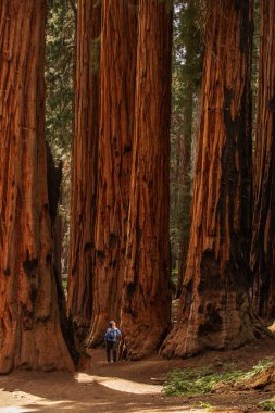 Bebek annesiyle ziyaret Sequoia national park California, ABD