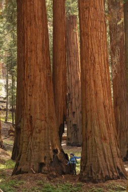 Mother with infant visit Sequoia national park in California, USA clipart