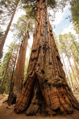 Günbatımı Sequoia national Park California, ABD