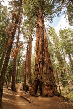 Günbatımı Sequoia national Park California, ABD