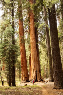 Adam Sequoia national Park California, ABD