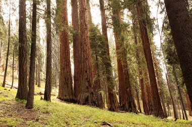Günbatımı Sequoia national Park California, ABD