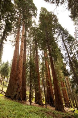 Günbatımı Sequoia national Park California, ABD