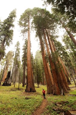 Adam Sequoia national Park California, ABD