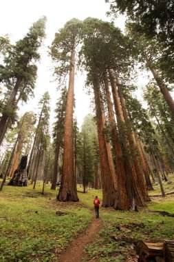 Adam Sequoia national Park California, ABD