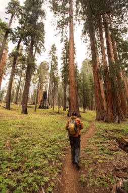 Adam Sequoia national Park California, ABD