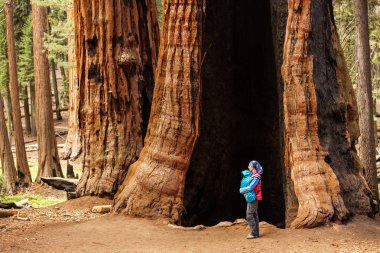 Bebek annesiyle ziyaret Sequoia national park California, ABD
